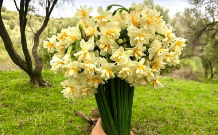 Günübirlik Nergis Zamanı Karaburun Mordoğan Balıklıova Turu